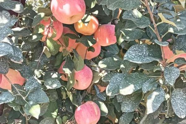 三头六臂是什么生肖？、三头六臂是什么生肖？发横财