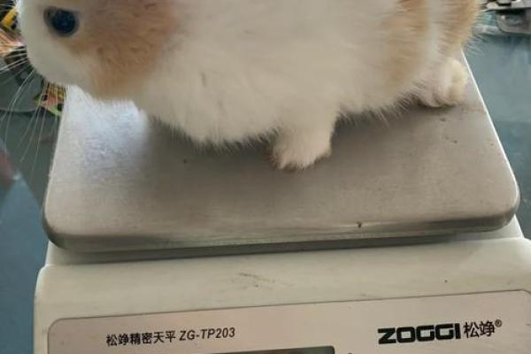半斤八两是什么生肖？—半斤八两是什么生肖的动物