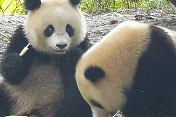 半斤八两是什么生肖？—半斤八两是什么生肖的动物