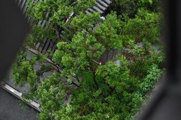 斜风细雨是什么生肖_斜风细雨形容什么动物