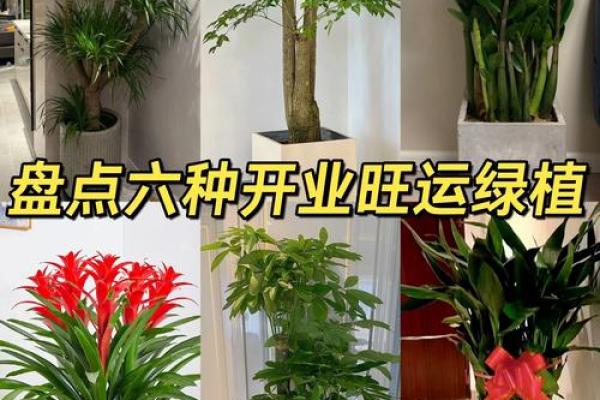 2020年属鸡开业吉日推荐7月最旺开业日子选择指南