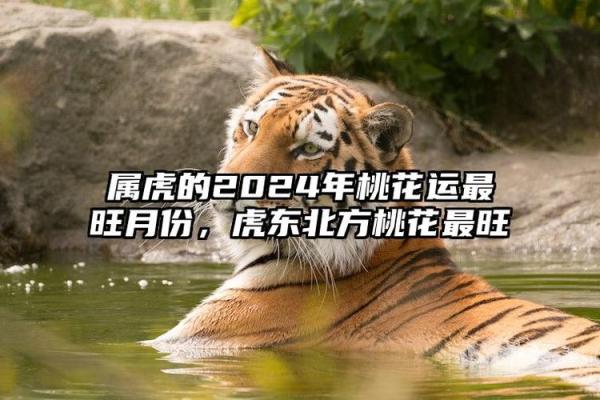 1998年十一月属虎五行命理98年11月虎年运势解析