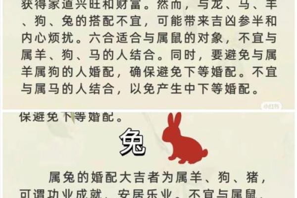 属兔的人今年运气如何 2023年十一月属兔运势解析11月运程吉凶预测