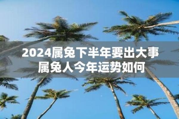 属兔2024年运势及运程 2024年属兔运势全解析十二个月每月运程详解