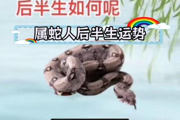 1977年属蛇的人2024年的运势及运程 2024年全年运势解析1977年属蛇人运程详解