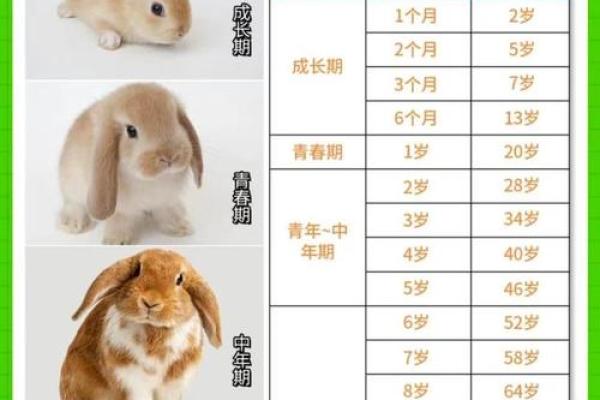 1975属兔的今年多大了_1975年属兔最佳配对