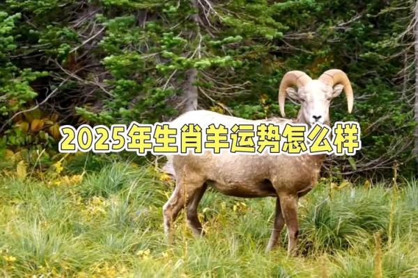 2025年生肖羊的全年运势_2025年生肖羊的全年运势解析