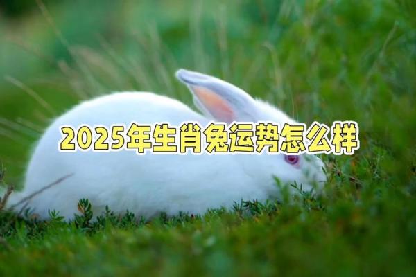 2025兔生肖的全年运势如何_生肖兔一生命运如何