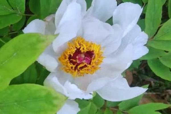 牡丹花与属相相配指南哪些属相最适合种植牡丹花