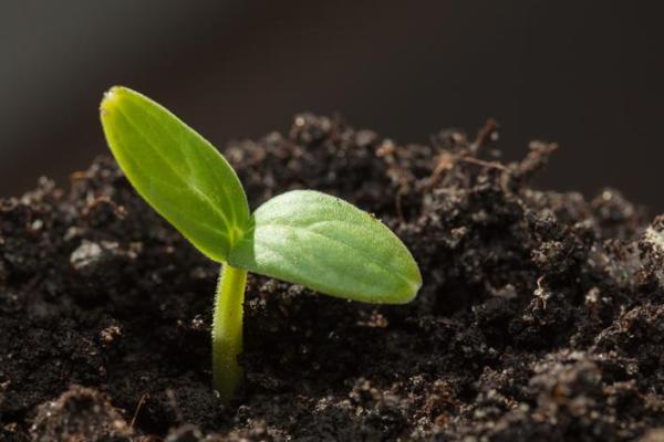 根生叶茂代表生肖 根深叶茂是何道理