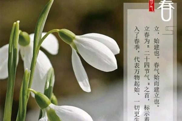 2024年立春哪些生肖躲过春天 2024年立春忌讳的属相
