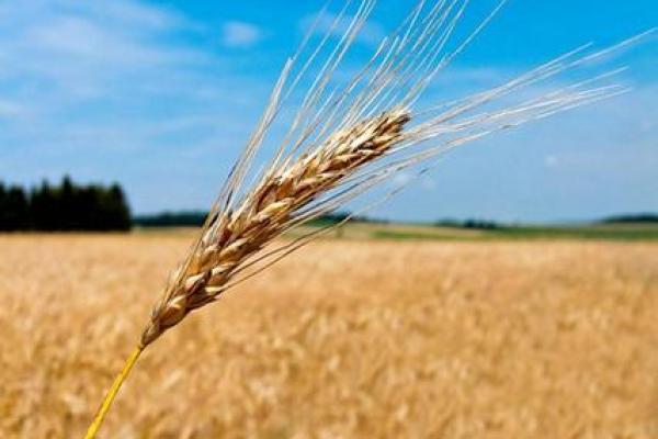 2026年1月纳财平日吉日选择:生肖虎双子座运势分析 2026年1月纳财平日吉日选择:生肖虎双子座运势分析