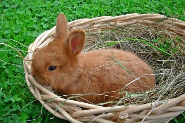 2026年1月生肖兔巨蟹座平日宜忌:平治道涂利出行 2026年1月生肖兔巨蟹座平日宜忌:平治道涂利出行