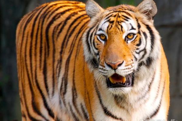 2026年2月生肖虎双子座谢土安葬移柩吉日：土地感恩仪式