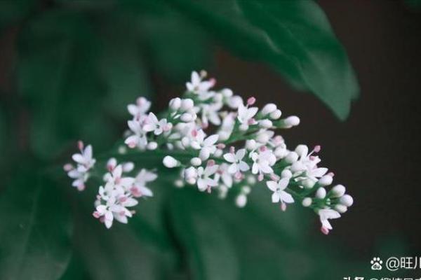 2026年1月求财满日吉日推荐：生肖鼠白羊座得把眼睛擦亮了