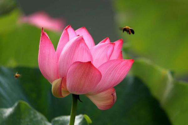 2026年1月25号运势如何？闭日适合静养吗？