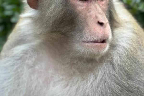 2026年1月求财满日吉日推荐：生肖猴摩羯座得把眼睛擦亮了