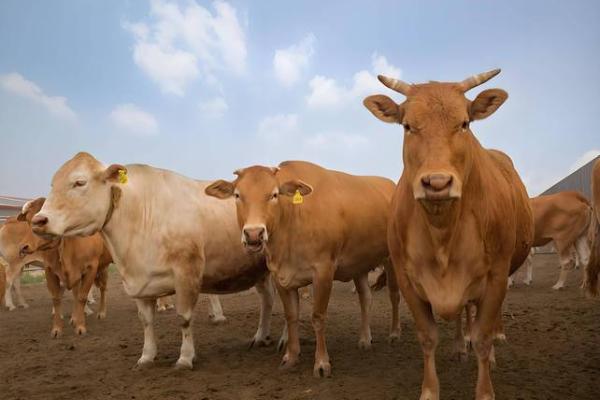 2026年2月生肖牛金牛座除日宜忌：扫除治病利健康