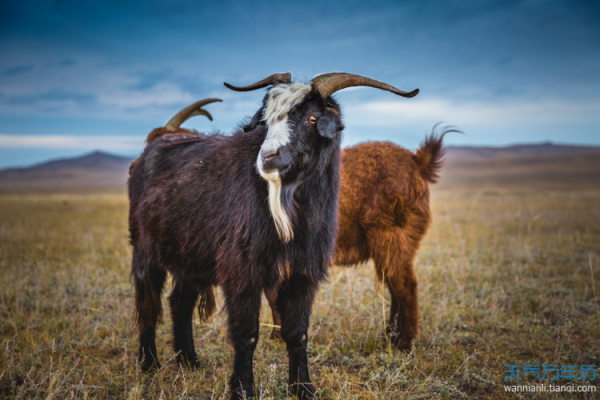 2026年2月求嗣破日吉日查询：生肖羊天蝎座分析攻略