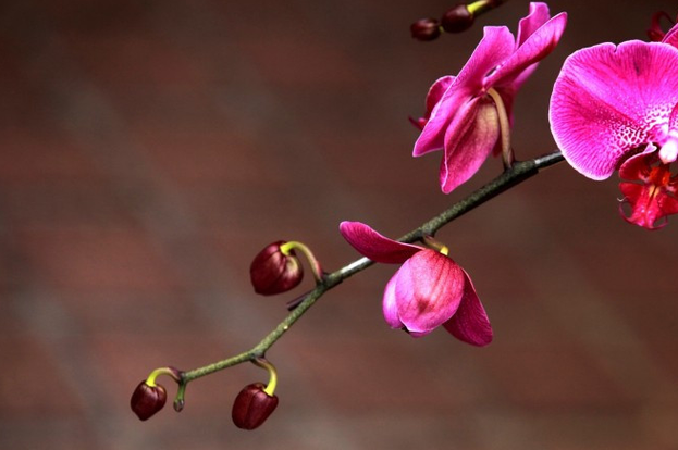 2026年2月生肖虎双子座满日宜忌:丰收庆典宜举行 2026年2月生肖虎双子座满日宜忌:丰收庆典宜举行