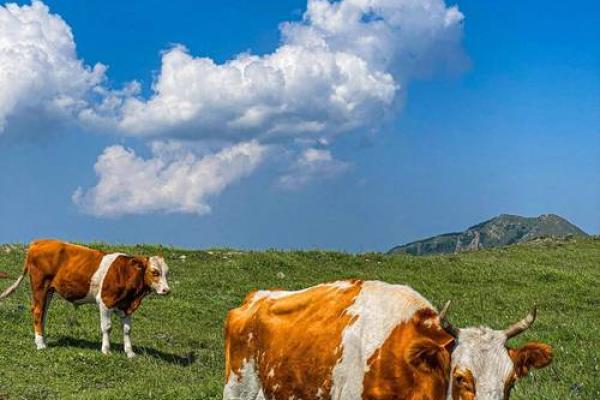 2026年2月生肖牛入宅吉日除日宜忌解析推荐 2026年2月生肖牛入宅吉日除日宜忌解析推荐