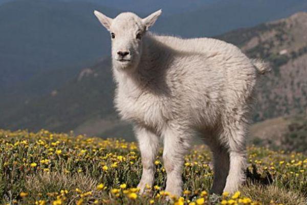 55年属羊人终身寿命多长?健康长寿秘诀揭秘 55年属羊人终身寿命多长?健康长寿秘诀揭秘