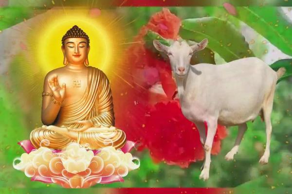 55年属羊人终身寿命多长?健康长寿秘诀揭秘 55年属羊人终身寿命多长?健康长寿秘诀揭秘