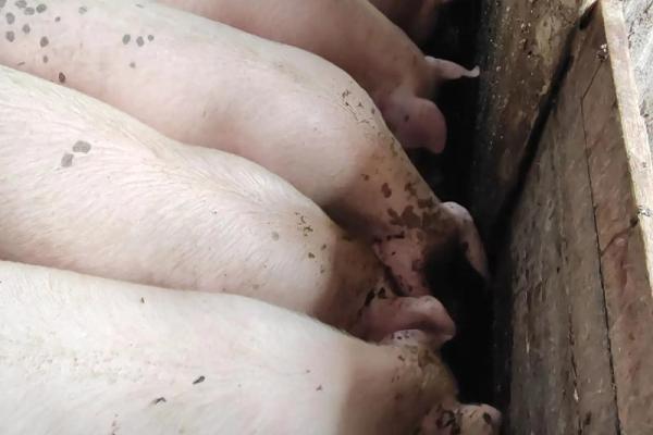 07年猪26岁高考顺利吗？提升录取率的关键建议