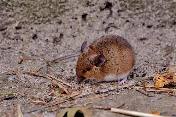 属鼠1984年一生三大劫难是哪些？怎么避？