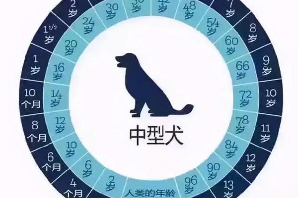 属狗的今年多大年龄？2024年生肖年龄对照表