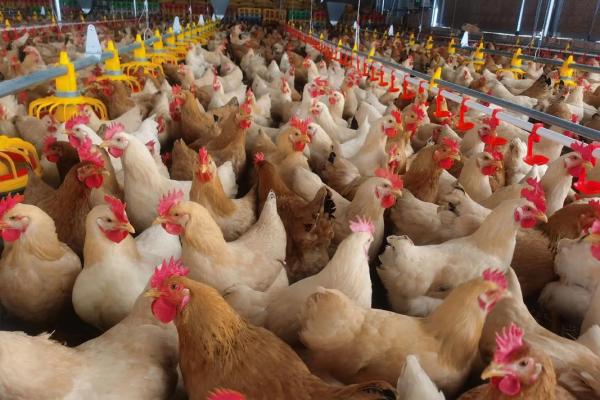 57年鸡最难熬的年龄是几岁？如何化解危机？