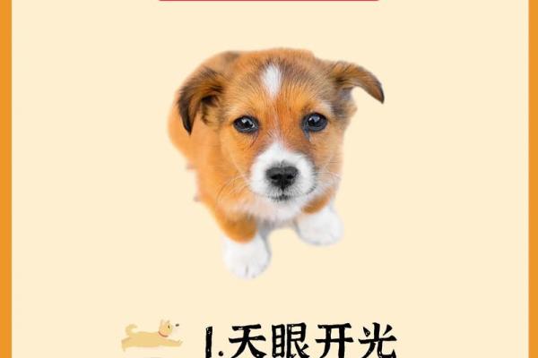 生肖狗命中有两大贵人是谁？如何把握机遇？