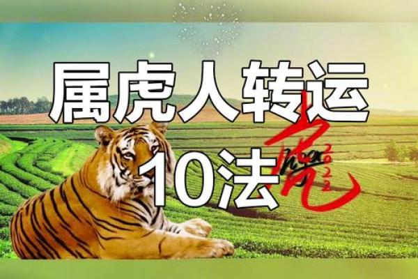 74年虎2026年运势如何？财运提升关键揭秘