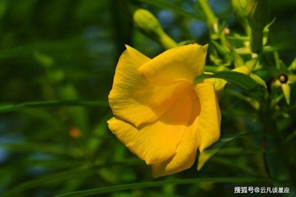 属鸡今日打麻将财运如何？提升胜率3大技巧