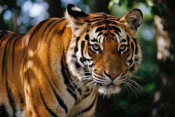 属虎1986炉中火2026年健康注意啥? 属虎1986炉中火2026年健康注意啥?