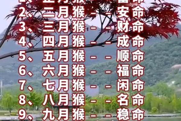 猴的幸运数字是多少?揭秘属猴人必看的吉祥数字