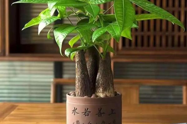 属狗的人做什么行业最赚钱？揭秘高收入方向