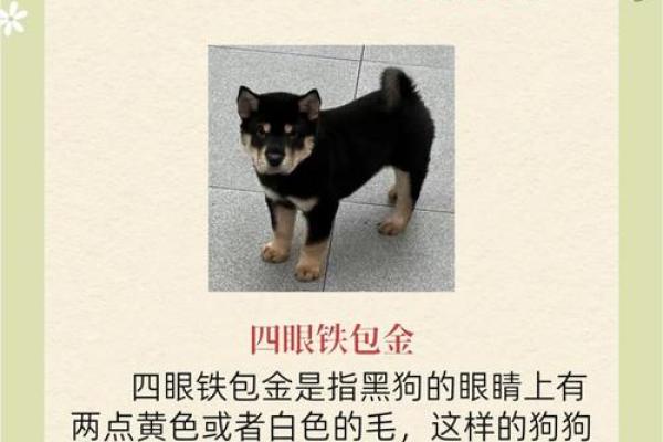 属狗的人做什么行业最赚钱？揭秘高收入方向