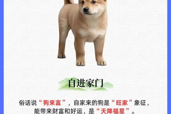 属狗的人做什么行业最赚钱？揭秘高收入方向