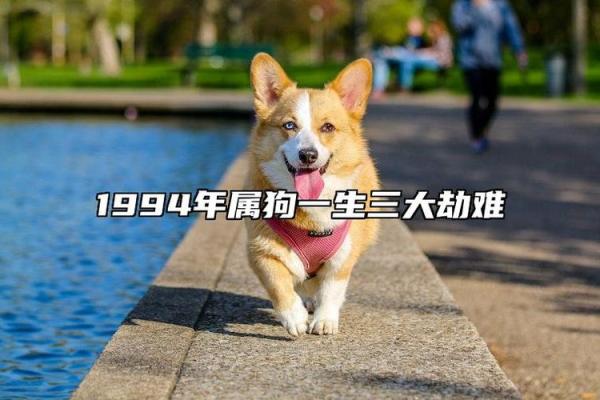 1994年94年属狗人一生三大劫难怎么避开? 1994年94年属狗人一生三大劫难怎么避开?