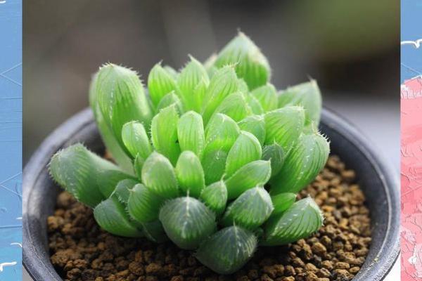 属鸡的种什么植物最旺?10种开运绿植推荐