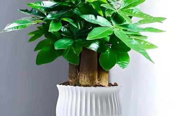 属鸡的种什么植物最旺?10种开运绿植推荐