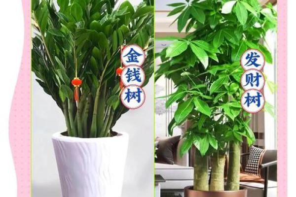 属鸡的种什么植物最旺?10种开运绿植推荐 属鸡的种什么植物最旺?10种开运绿植推荐