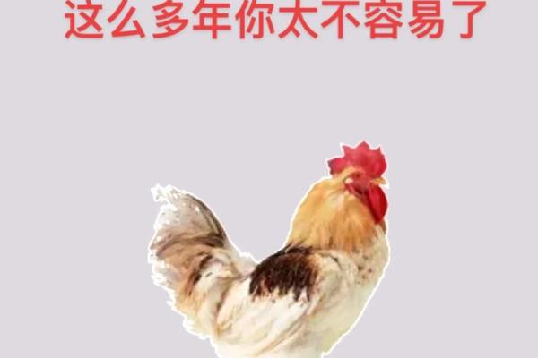 93年属鸡的是什么命？2024年运势大揭秘
