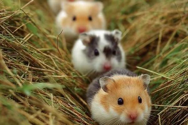 2026年属鼠人事业运如何？关键月份提醒