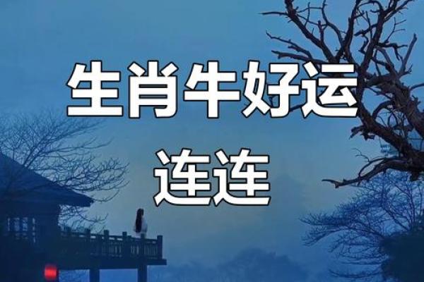 属牛2026年运势如何？财运提升关键揭秘