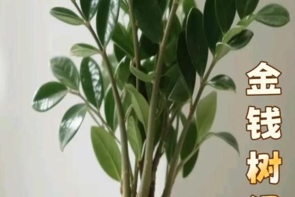 金钱树最旺的三个属相是哪些？实用旺财指南