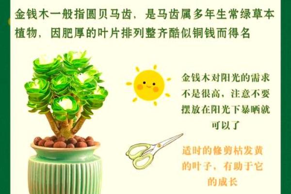 金钱树最旺的三个属相是哪些？实用旺财指南
