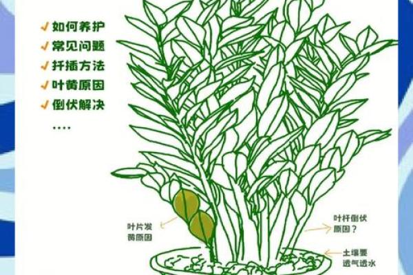 金钱树最旺的三个属相是哪些？实用旺财指南