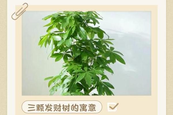 金钱树最旺的三个属相是哪些？实用旺财指南